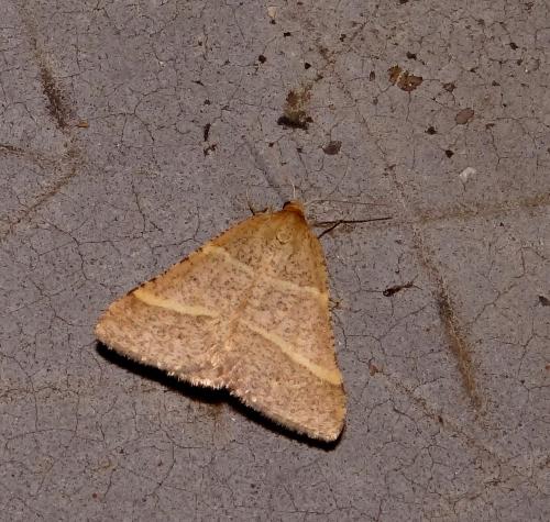 Réf. 98 532 : Petrophora narbonea