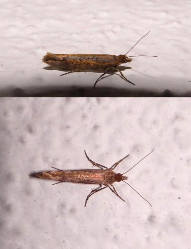 Ypsolopha ustella