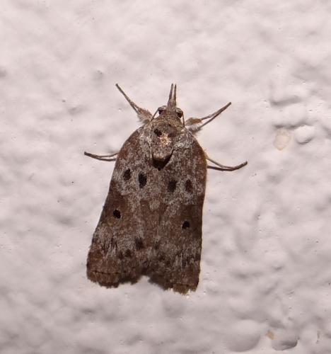 Nycteola sp.