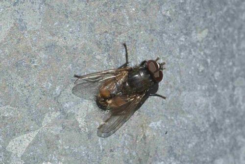 Musca autumnalis
