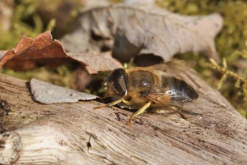 Eristalis pertinax