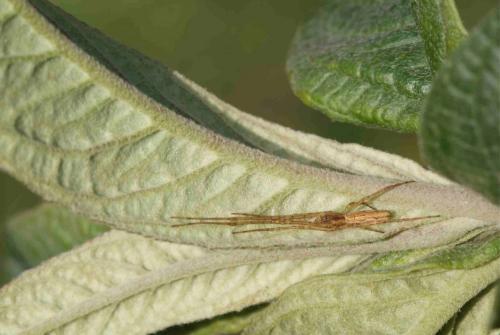Tetragnatha sp.