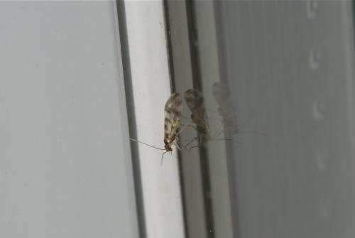 Graphopsocus cruciatus