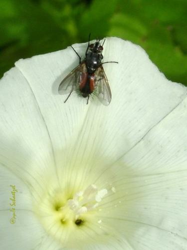 Eriothrix rufomaculata