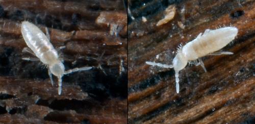 Pseudosinella sp.