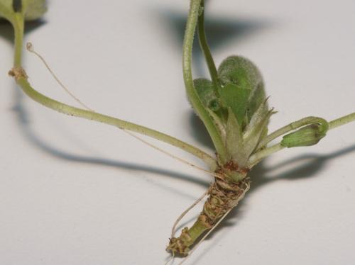 Dasineura odoratae