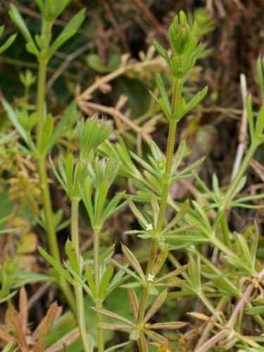 Timarcha nicaeensis