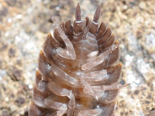 Porcellio sp.