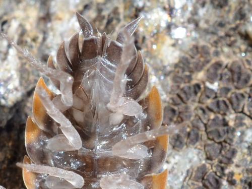Porcellio sp.