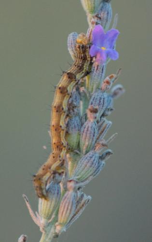 Helicoverpa armigera