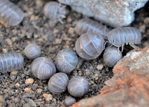Armadillo officinalis