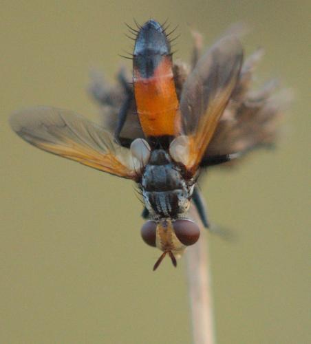 Réf. 98 494 : Cylindromyia rufifrons