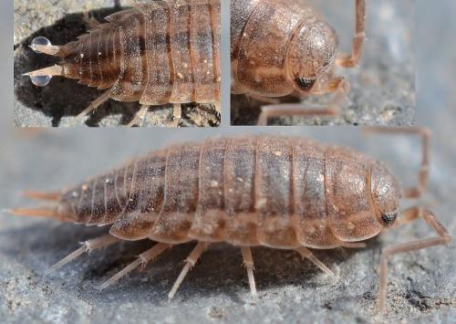 Réf. 98 834 : Porcellionides sexfasciatus