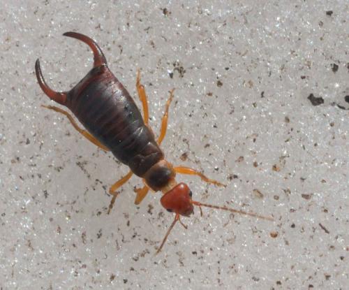 Chelidura aptera
