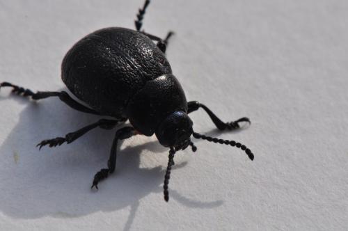 Réf. 98 749 : Timarcha maritima