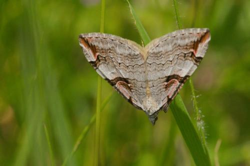 Aplocera praeformata