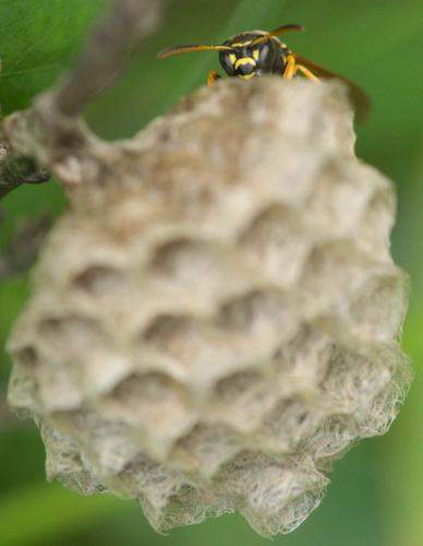 Polistes sp.