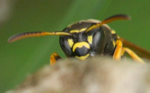 Polistes sp.