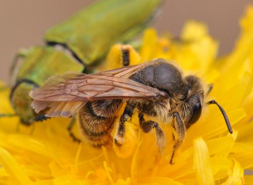 Andrena sp.