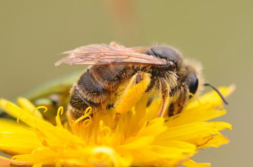 Andrena sp.