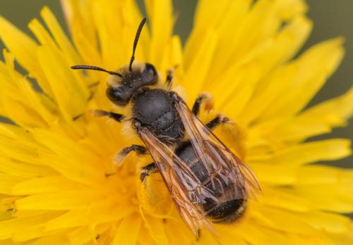 Andrena sp.