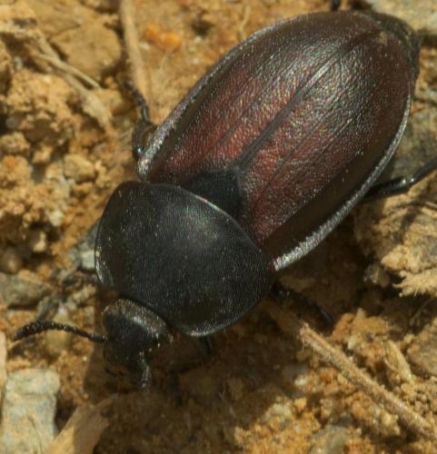Silpha tyrolensis