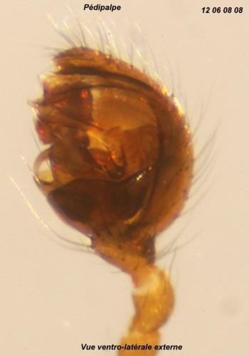 Robertus arundineti