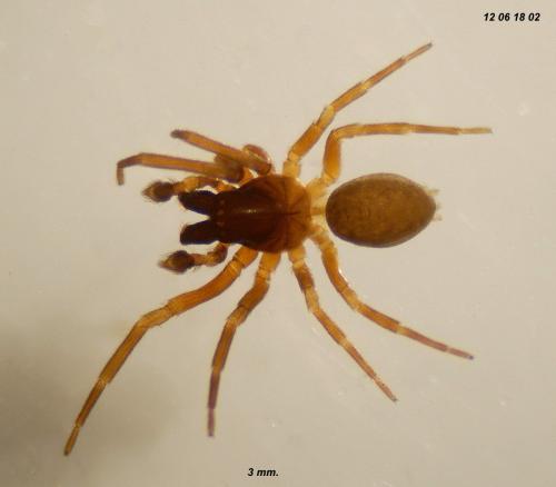 Argenna patula