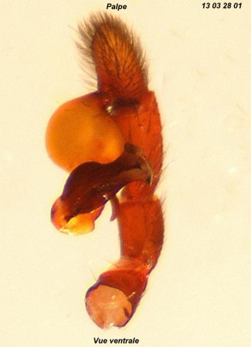 Dasumia taeniifera