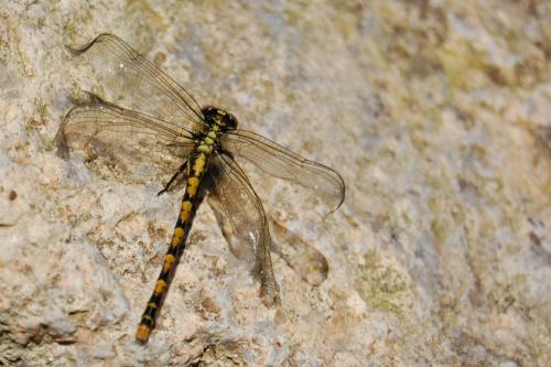 Onychogomphus uncatus