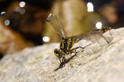 Onychogomphus uncatus