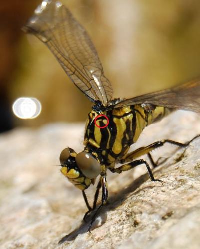 Onychogomphus uncatus