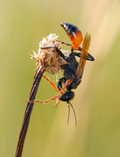 Palmodes strigulosus
