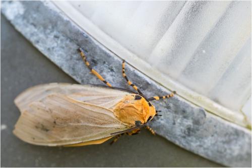 Réf. 98 880 : Halysidota leda enricoi