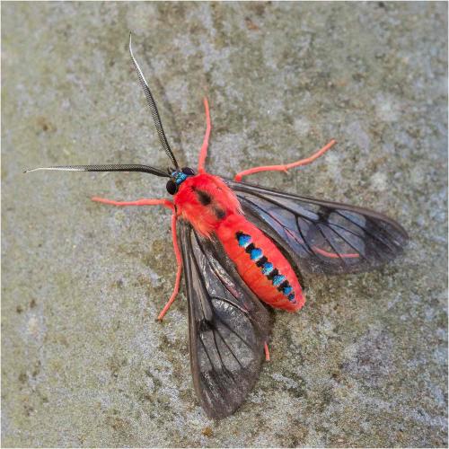 Réf. 98 883 : Cosmosoma demantria