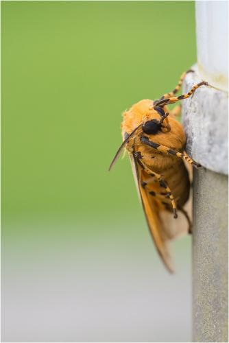 Réf. 98 881 : Halysidota leda enricoi