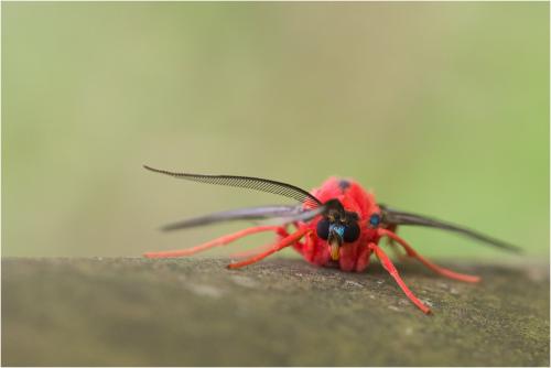 Cosmosoma demantria