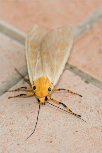 Réf. 98 882 : Halysidota leda enricoi