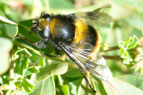 Mallota fuciformis
