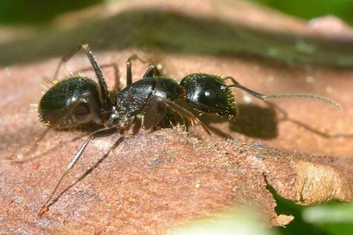 Réf. 98 847 : Camponotus sp.