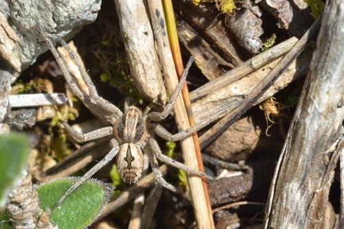 Thanatus sp.