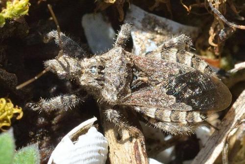 Réf. 98 964 : Coranus griseus