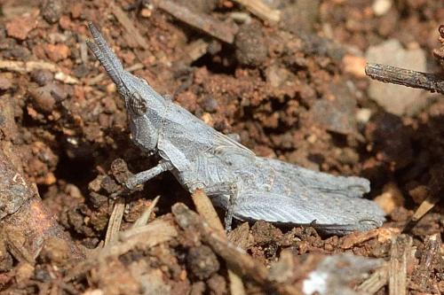 Pyrgomorpha conica conica
