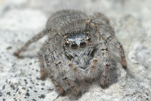 Philaeus chrysops