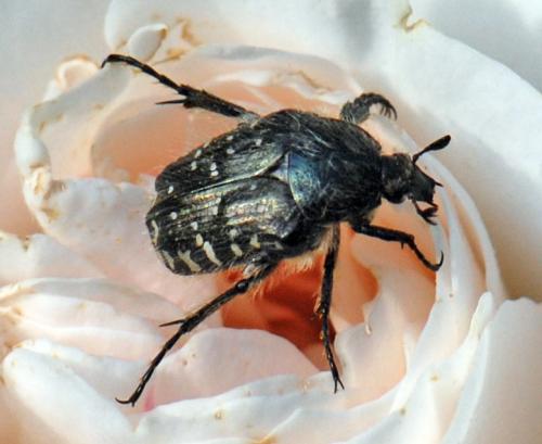 Réf. 98 845 : Oxythyrea funesta