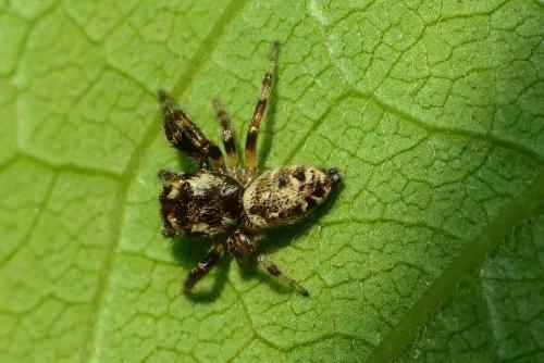 Macaroeris nidicolens