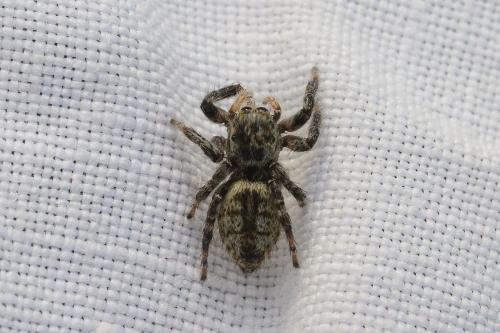 Carrhotus xanthogramma