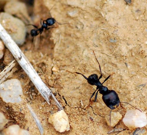 Messor barbarus