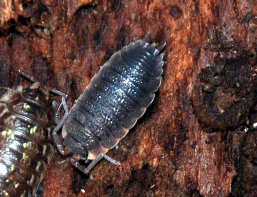 Porcellio scaber