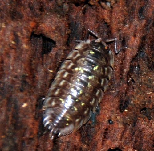 Réf. 98 053 : Oniscus asellus